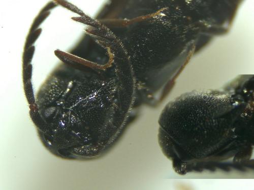 Microrhagus emyi